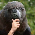 thinking bird.jpg