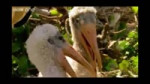 пеликаны ОР.webm