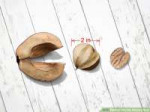 aid1610491-v4-728px-Identify-Hickory-Nuts-Step-7-Version-4.jpg