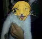 cat with yellow face.jpg