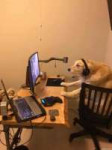 dog pc 2.jpg