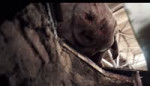ДРУГ.webm
