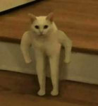 muscular-cat-33950080.png