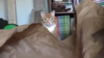 1432052299558.webm