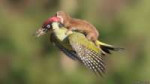 150303142051woodpecker624x351martinlemay.jpg