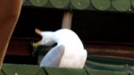 15258256412033.webm