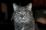 AnimalsCatssleepycat043908.jpg