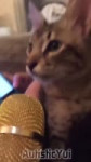 Cat.mp4