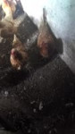 23423.webm