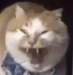 гифки-котэ-потягушки-зевота-3355176.png