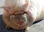 potbelliedpigpigsowthickanimalfarmlivestockmammal-940350.jpg!d