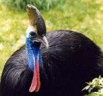 southerncassowary1.jpg