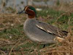 CommonTeal(Anascrecca)nearHodal,HaryanaWIMG6512.jpg