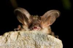 brown-long-eared-bat-scotland.jpeg