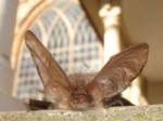 Long-eared bat.jpg