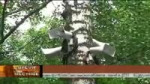 многие сафоновцы.webm