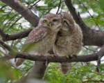 SpottedOwlet(Athenebrama)-PairinForeplayatBharatpurIIMG5472.jpg