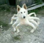 spider-doggo-596a34380c574.jpeg