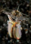 bobbitworms2479128.jpg