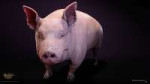pig-beauty.jpg