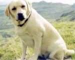 labrador1.jpg