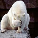 facepalm-polar-bear.jpg