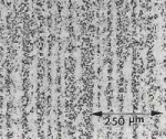 micrograph-longitudinal-section-of-the-small-knife-blade (1).jpg