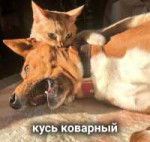 котизм-котэ-живность-кусь-5447470.jpeg