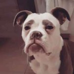 sad-dog-madame-eyebrows-english-bulldog-10-5ac60dfcf01b4700.gif