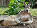 kangaroo-bicep