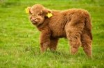 Hairy-Coo-6.jpg