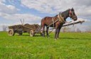 depositphotos13526131-stock-photo-horse-with-a-cart.jpg
