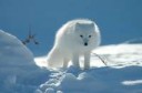 arctic-fox-in-snow.jpg