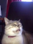 sneezing-cat-dump-album-on-imgur-22q.jpg