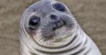 Awkward-Seal.jpg