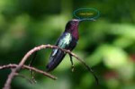 Purple-throatedcaribhummingbird.jpg