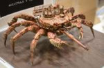 Crab 2.jpg