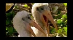 birds.webm