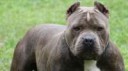 AnimalsDogsPowerfuldogpitbull085838[1]