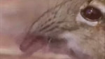 15325418272761.webm