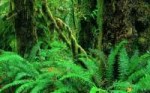 moss-house-plant-wallpaper-3.jpg