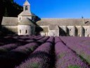 Lavender Field, Abbey of Senanque, Near Gordes, Provence, F[...].jpg