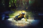 salamander (1).jpg