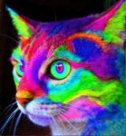 3181349b559ebb102ea9f6bb1fa5e59d--neon-cat-neon-colors.jpg