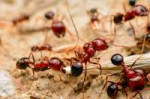 80563870-strong-jaws-of-red-ant-close-up.jpg