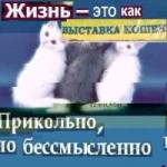 Выставка кошек.jpg