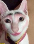 cats-with-makeup-1.jpg