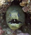 morayeelimg2426.jpg