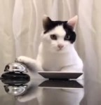 15287820121750.webm
