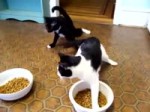 1504442400106.webm